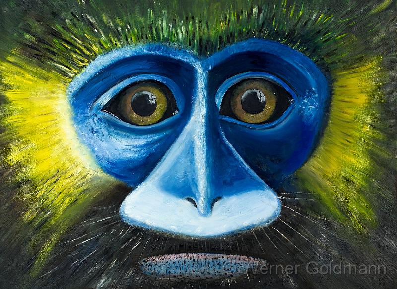 Blaumaulmeerkatze (60x80)cm.jpg - Blaumaulmeerkatze (60x80)cm